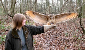 Introduction To Owl Handling 2 For 1