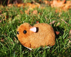 Baby Gupi