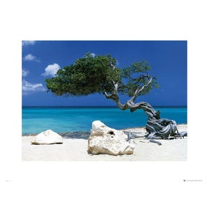 Tom Mackie Divi Divi Tree - 60 x 80cm Print