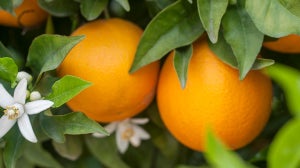 The Benefits Of Oranges In Skincare