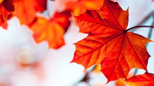 Maple Leaf Extract: the natural anti-ageing ingredient