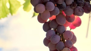 What are the Benefits of Resveratrol?