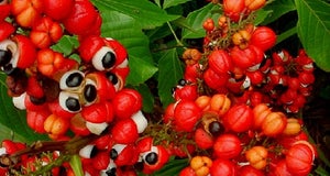What Is Guarana? What Are Its Benefits?