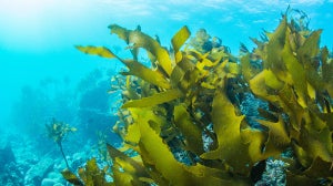 Seaweed Benefits Your Hair Can Soak Up