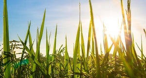 Quinoa und Co. unbekannte Getreidevielfalt