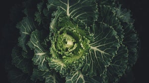 Kale Chips | wieso sie so gut für dich sind