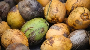 Kokoswasser: Was ist dran am Hype? | Ernährung & Gesundheit
