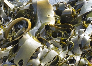 ¿Qué es el Alga Kelp? | Beneficios, cómo tomar y efectos secundarios