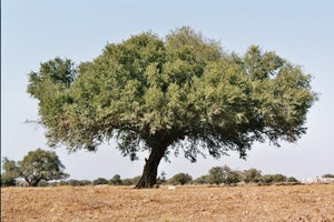 Moroccan Argan Oil