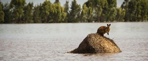 RY donating to QLD Premier’s Disaster Relief Appeal