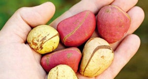 The Kola Nut | Benefits, Mechanisms and Safety