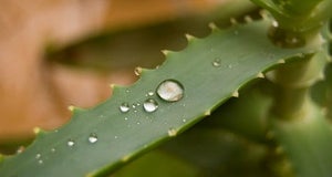 Aloe Vera | What Are The Benefits Of Supplementation?
