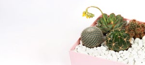Upscale: Make A Succulent And Cactus Terrarium