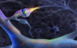 Úloha Neurotransimeterov | Regenerácia Svalov