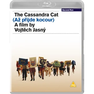 The Cassandra Cat