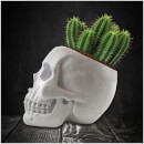 Skull Planter and Cactus Kit