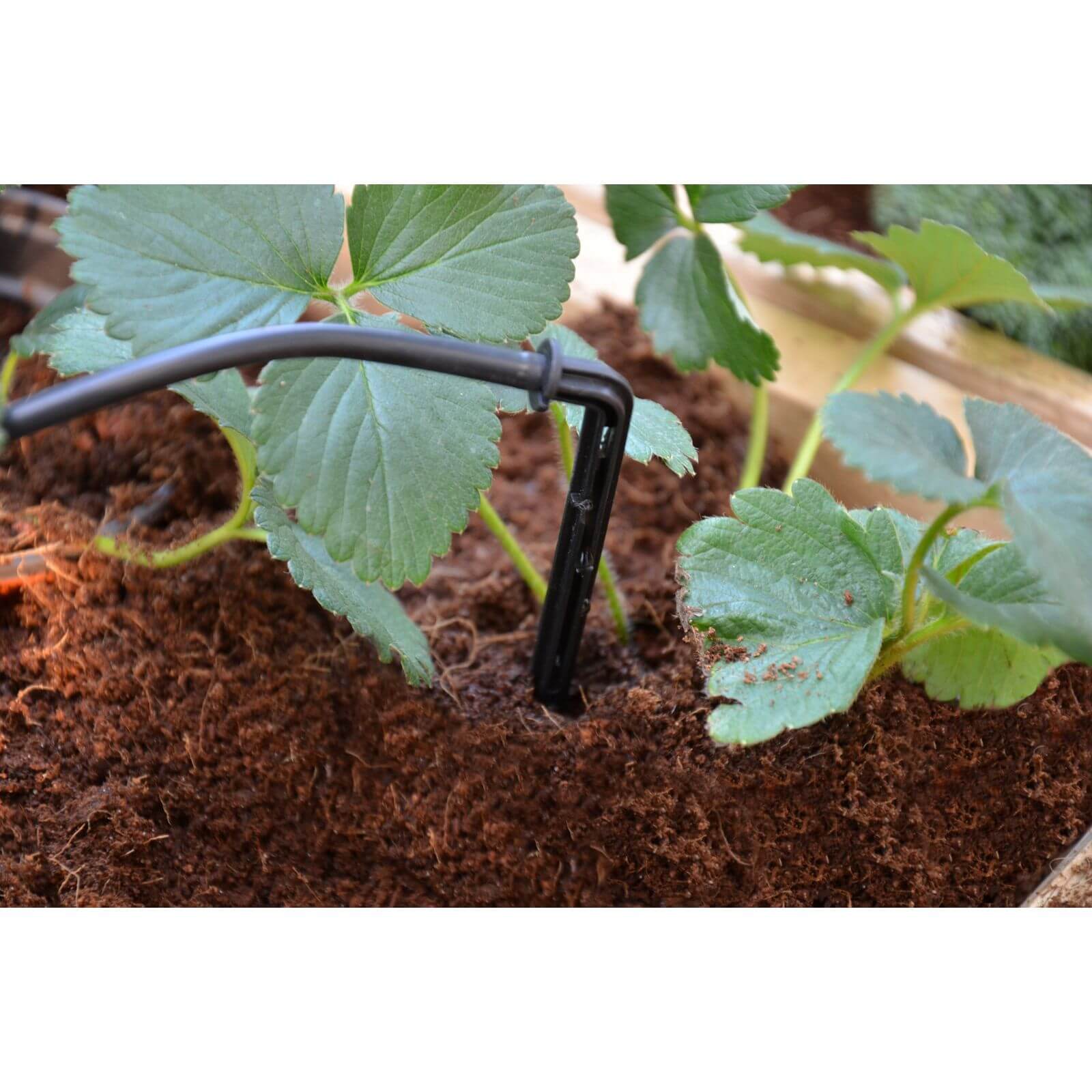 Palram - Canopia Greenhouse Drip Irrigation Kit