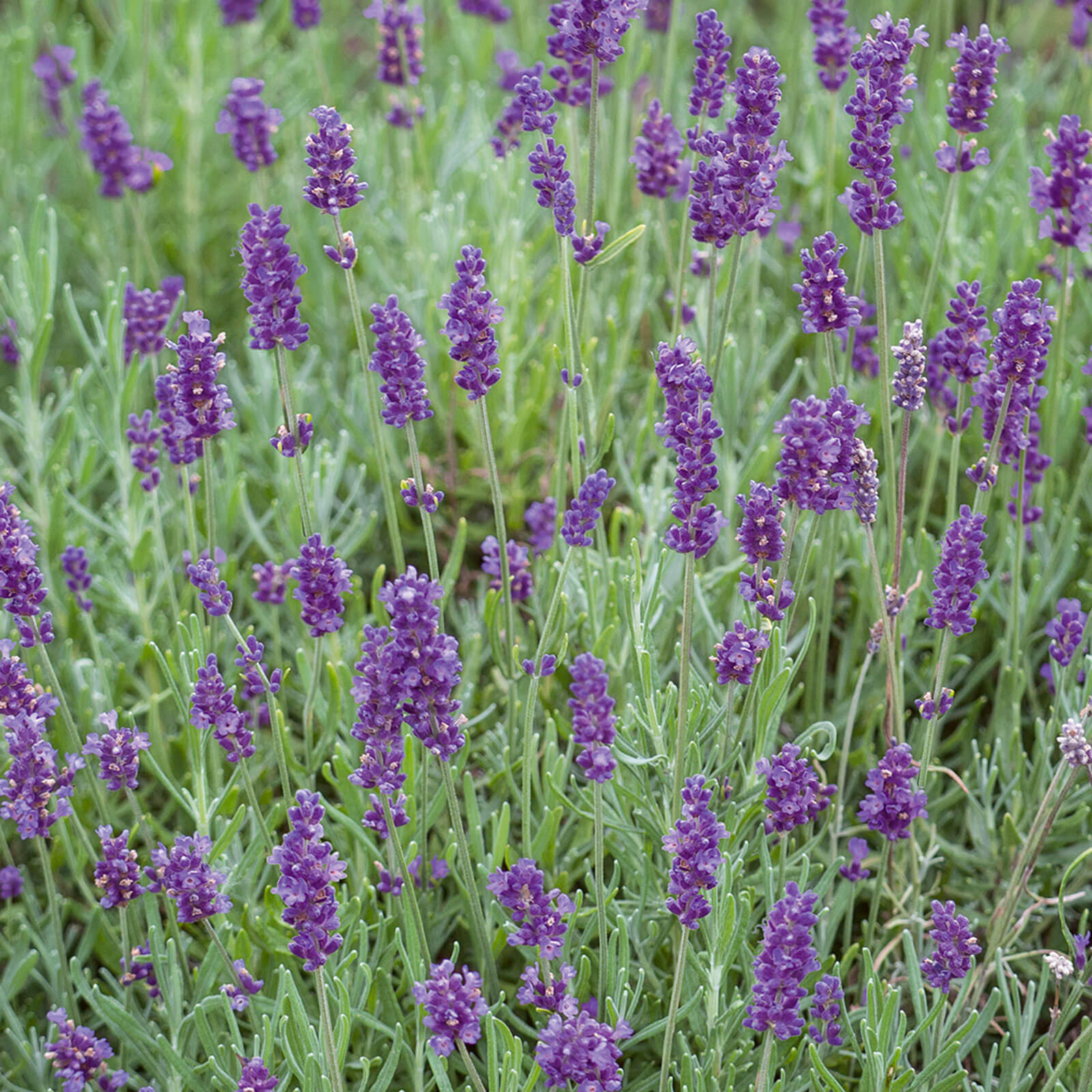 Lavandula angustifolia (English Lavender) - Pack of 6