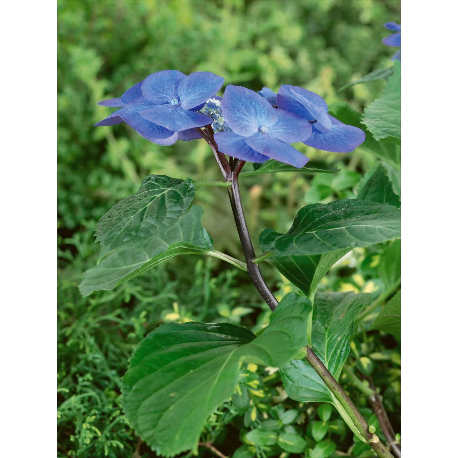 Hydrangea Black Stem Blue