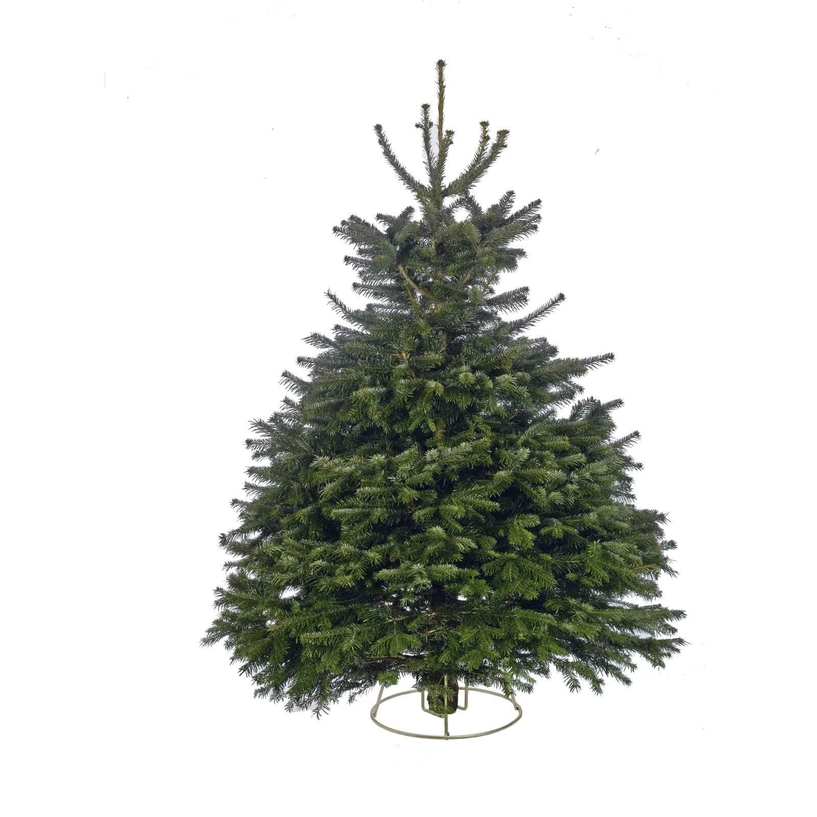 210-240cm (7-8ft) Real Cut Nordman Fir Christmas Tree