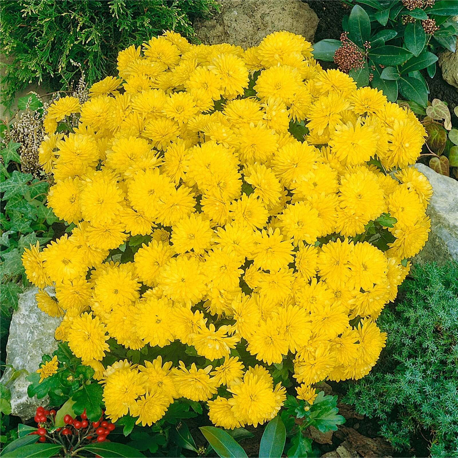 Large Chrysanthemum Ball