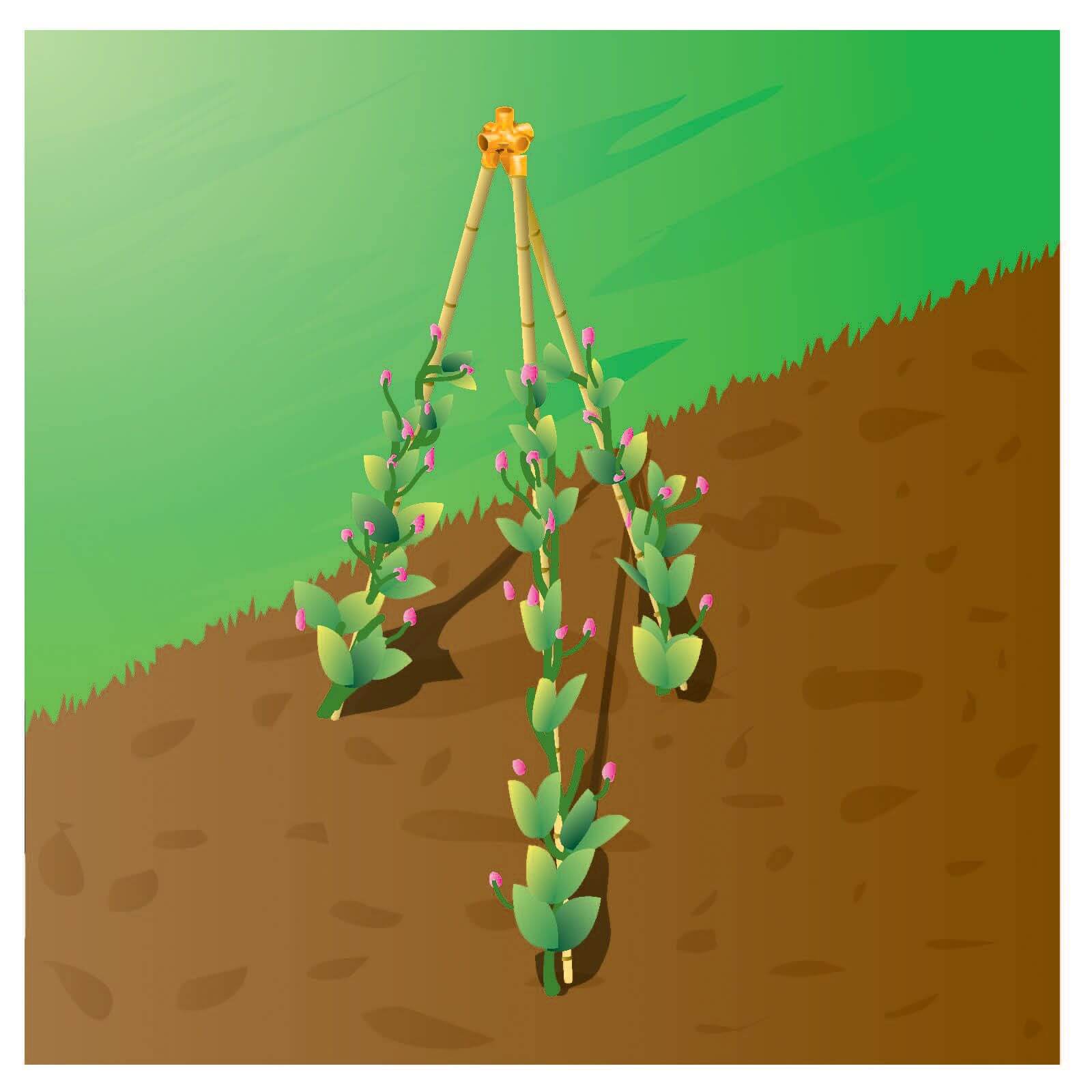 Bamboo Canes - 0.9m