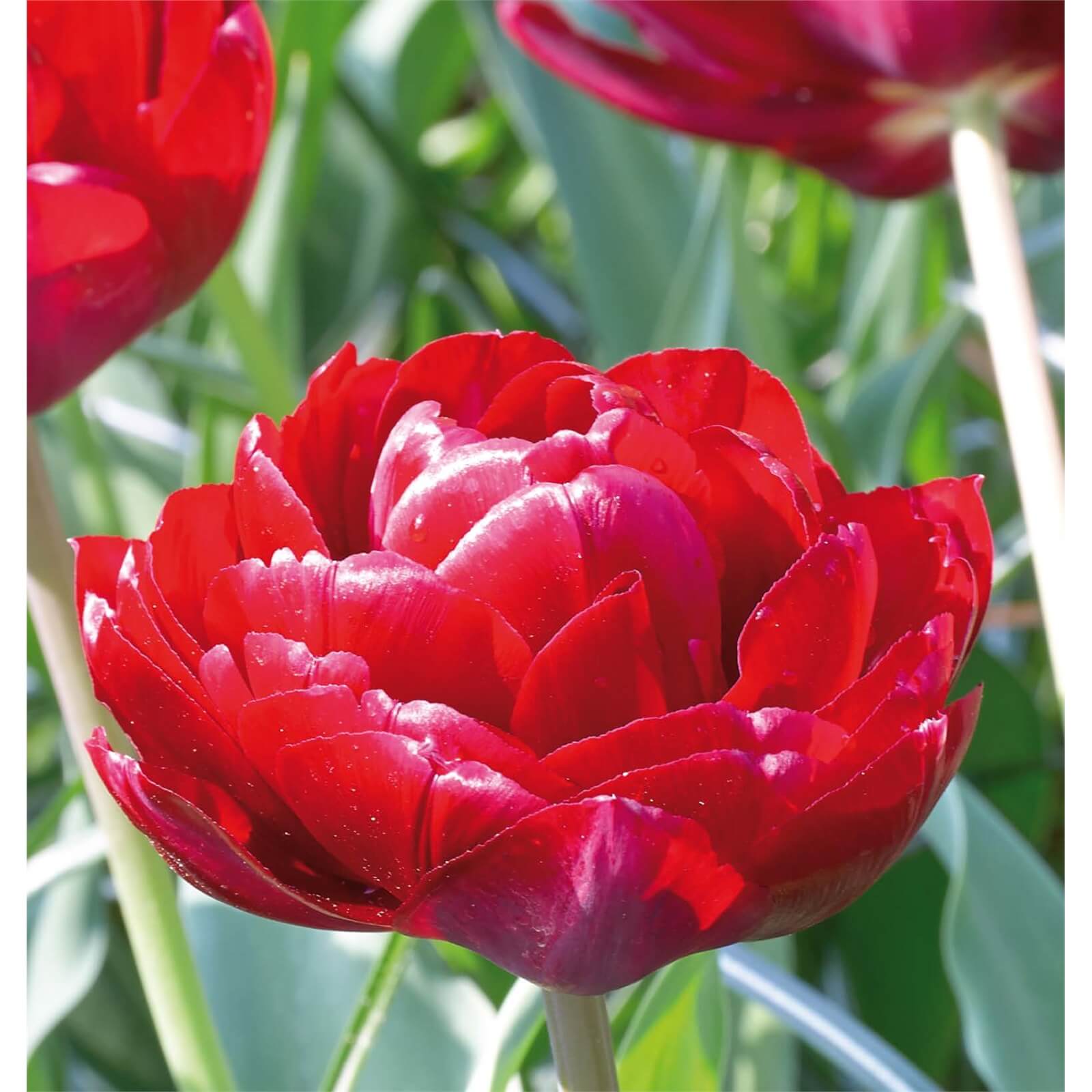 Tulip Antraciet