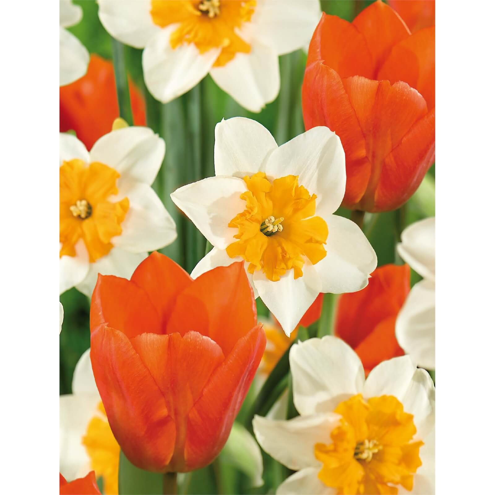 Tulip Orange Brilliant & Daffodil Parisienne