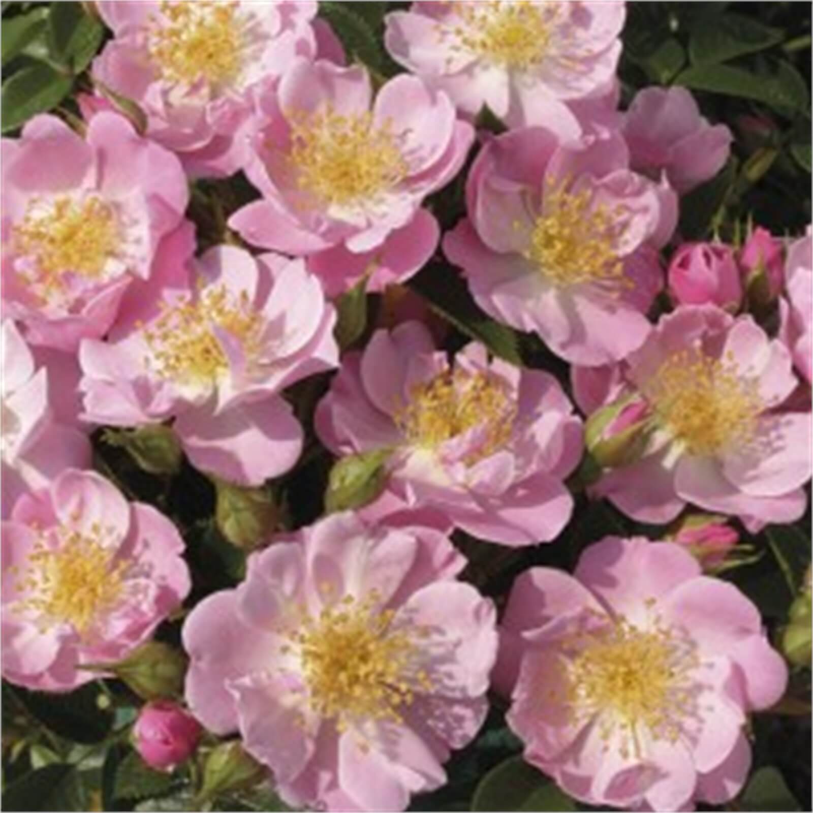 Harkness Rose Climbing Collection 5L
