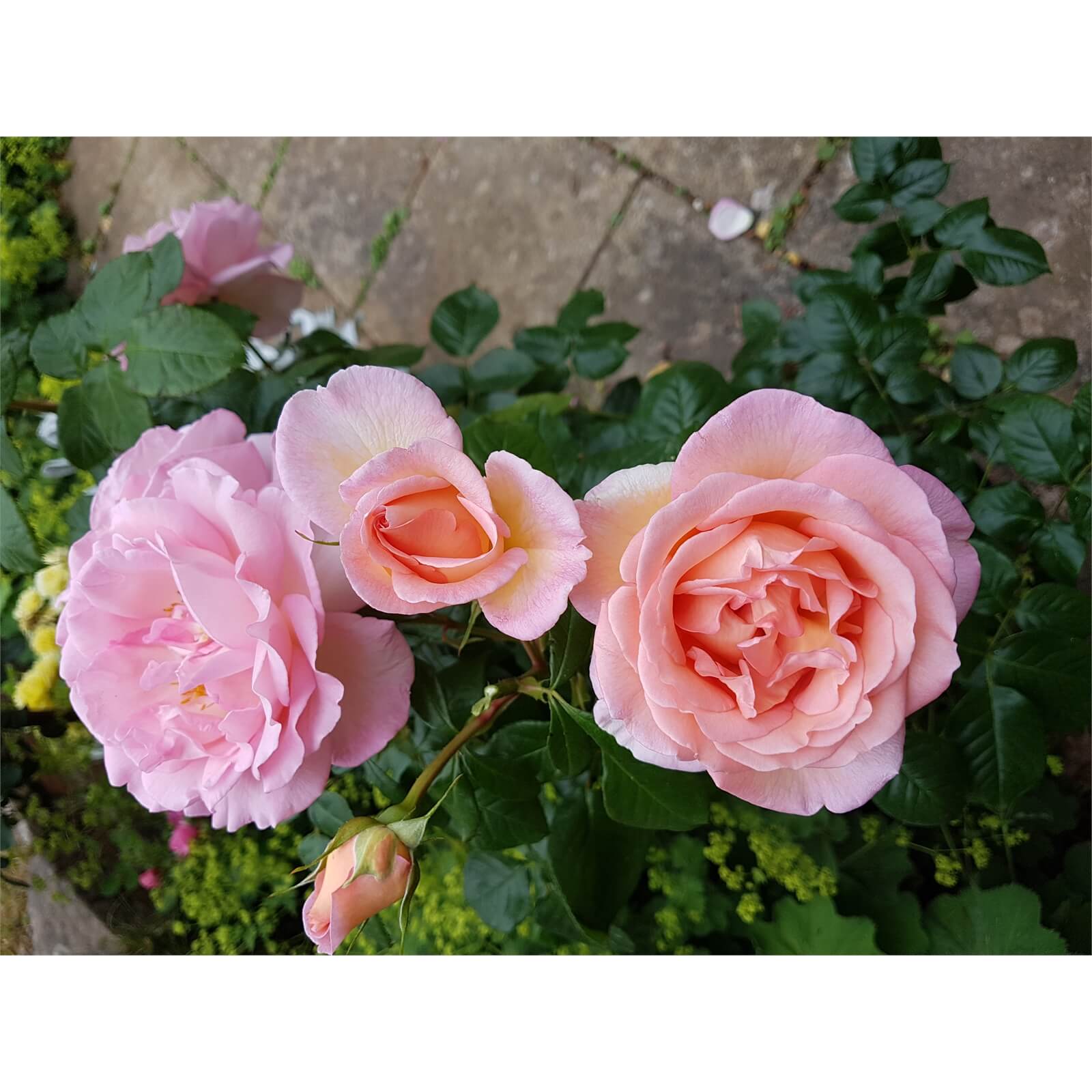 Harkness Rose Climbing Collection 5L