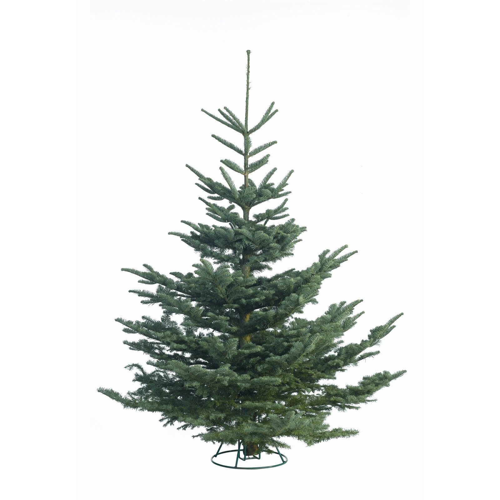 5-6ft Noble Fir Real Cut Christmas Tree