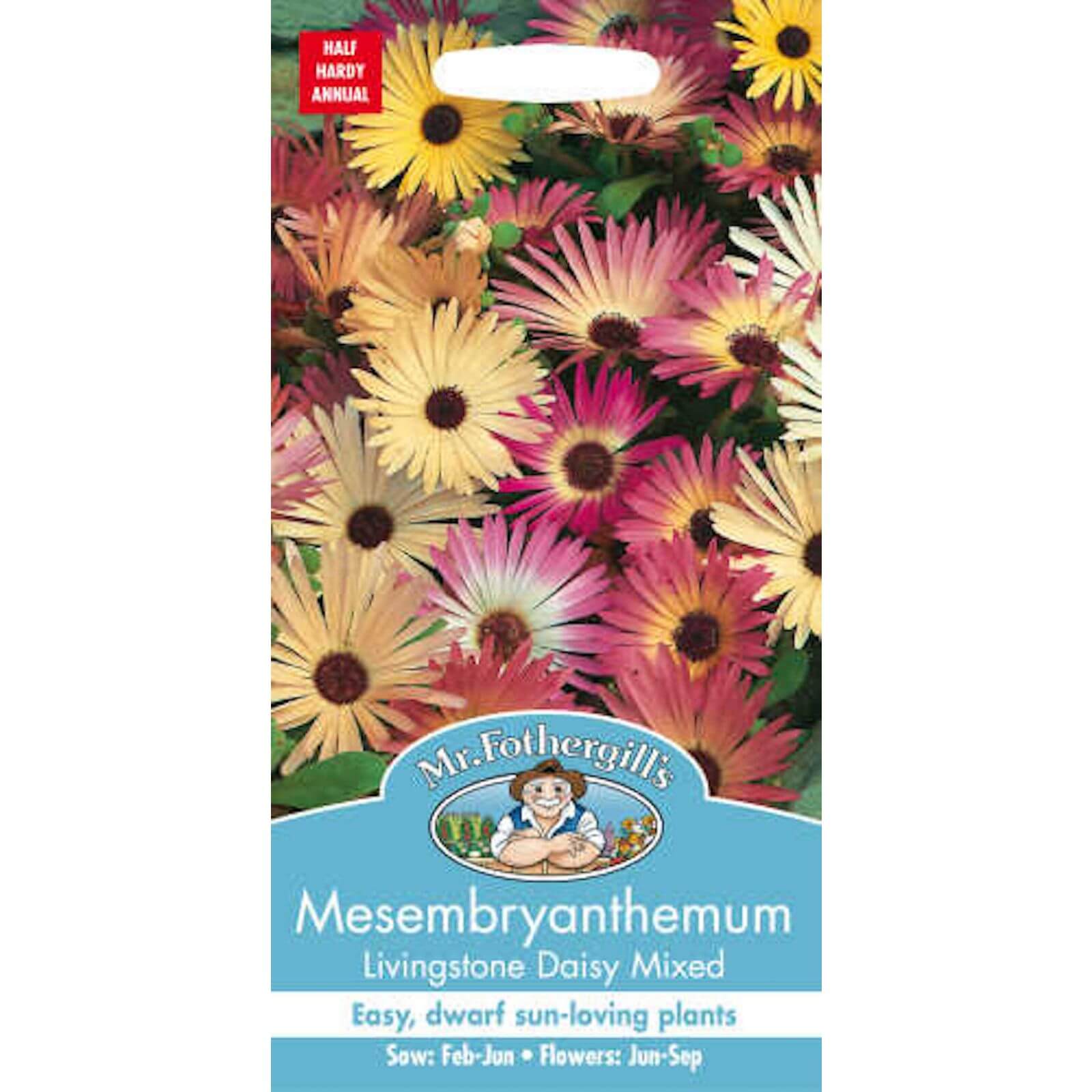 Mr. Fothergill's Mesembryanthemum Livingstone Daisy Mixed (Dorotheanthus Bellidiformis) Seeds