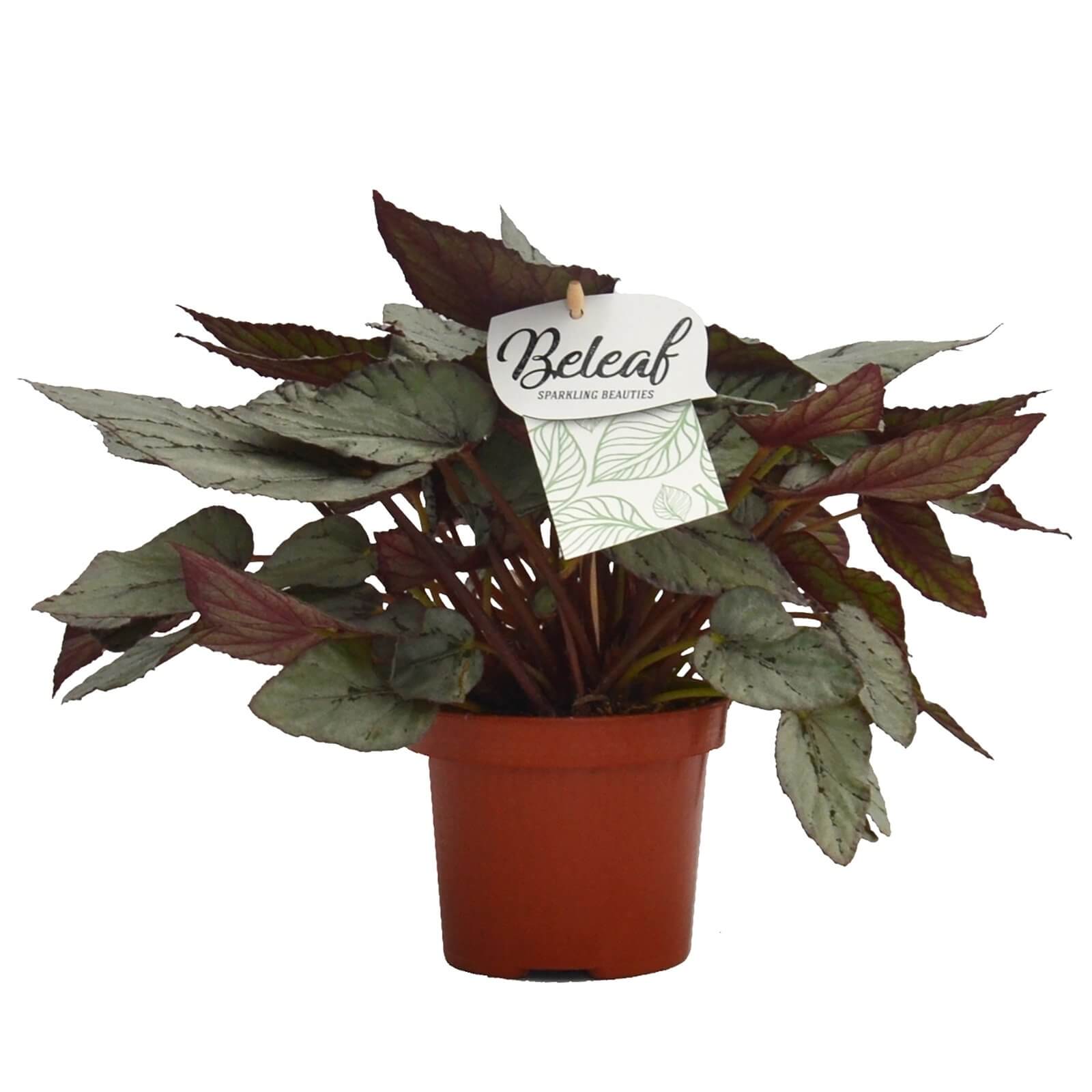 Begonia Beleaf