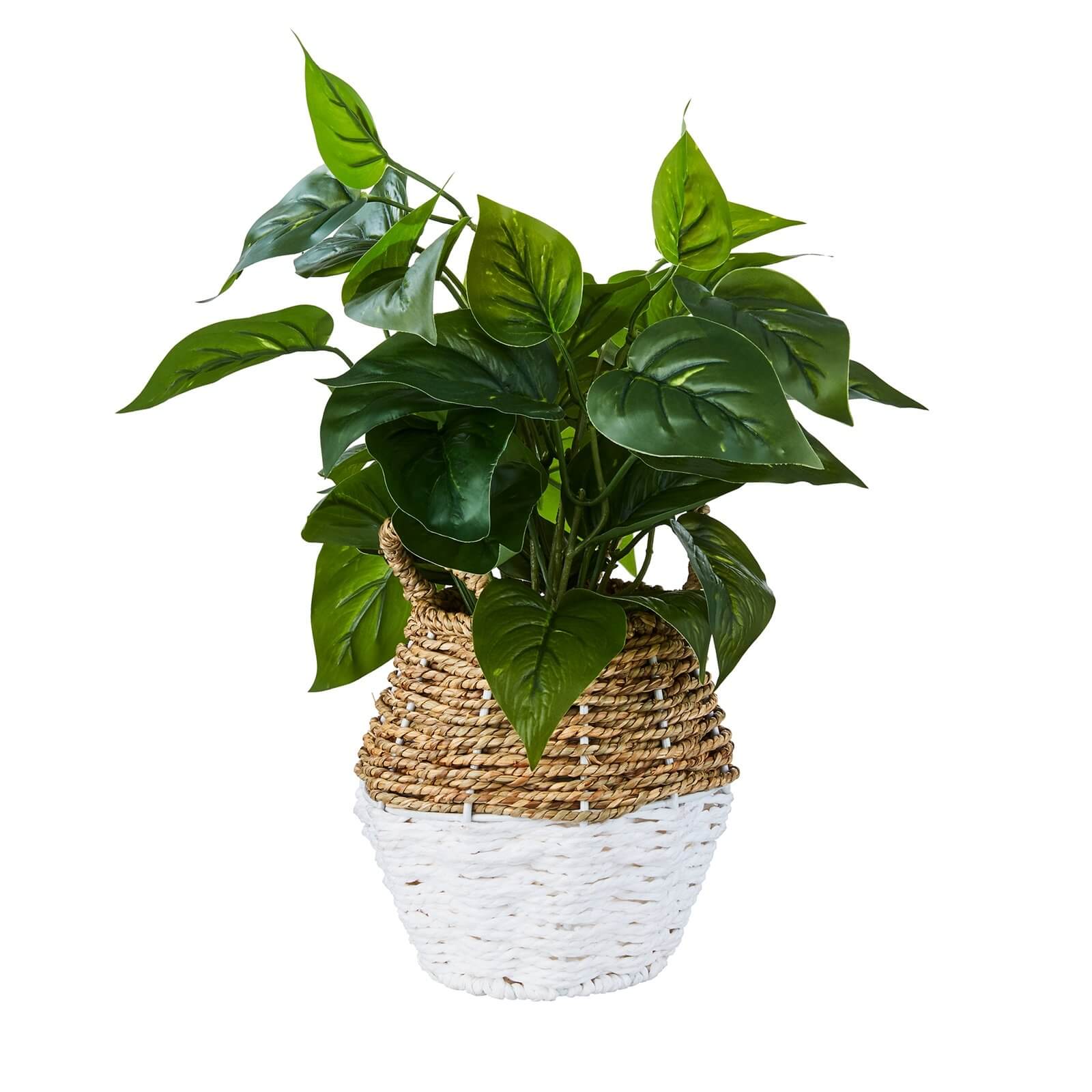 Plant in Two Tone Basket - White & Natural