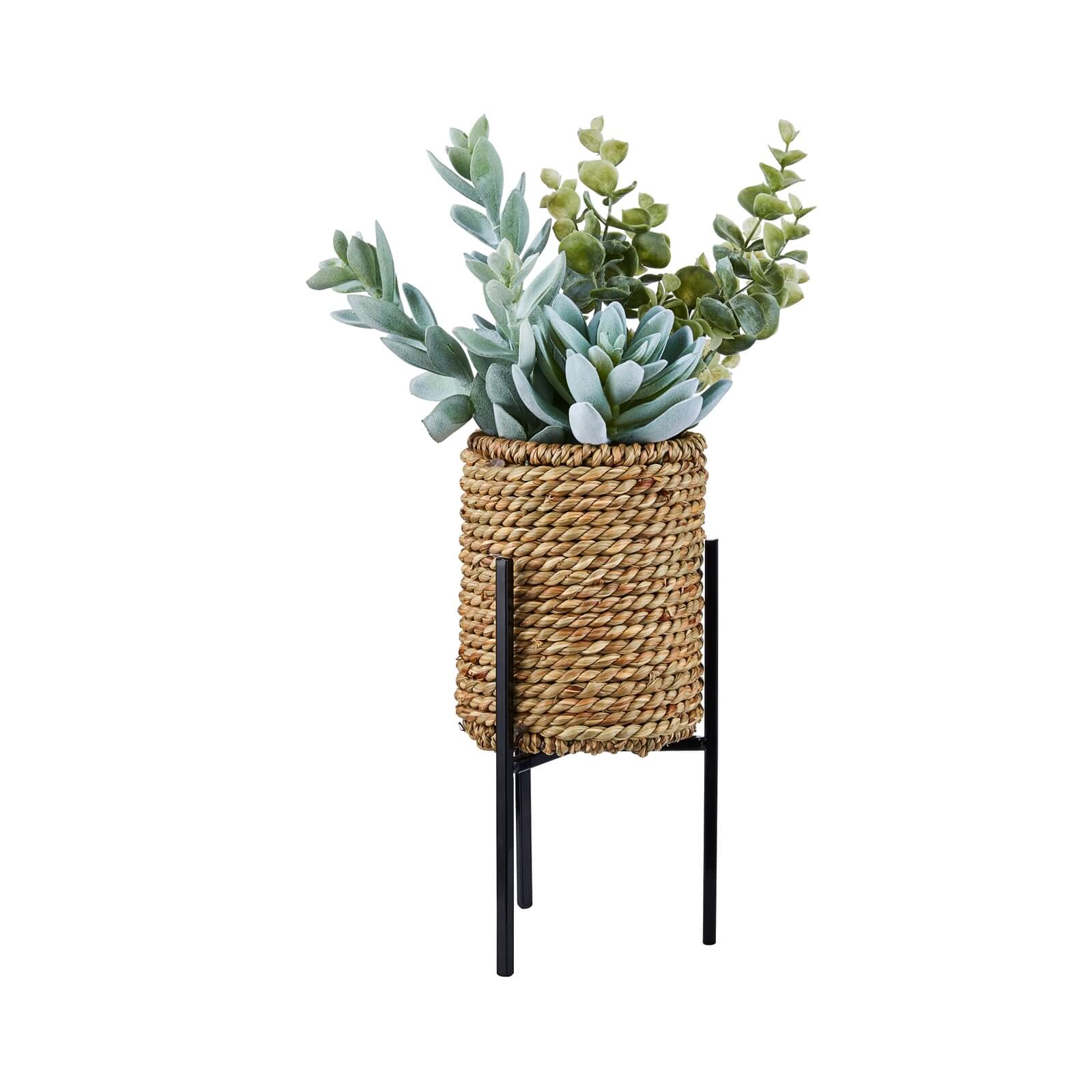 Succulent in Ratten Basket with Stand