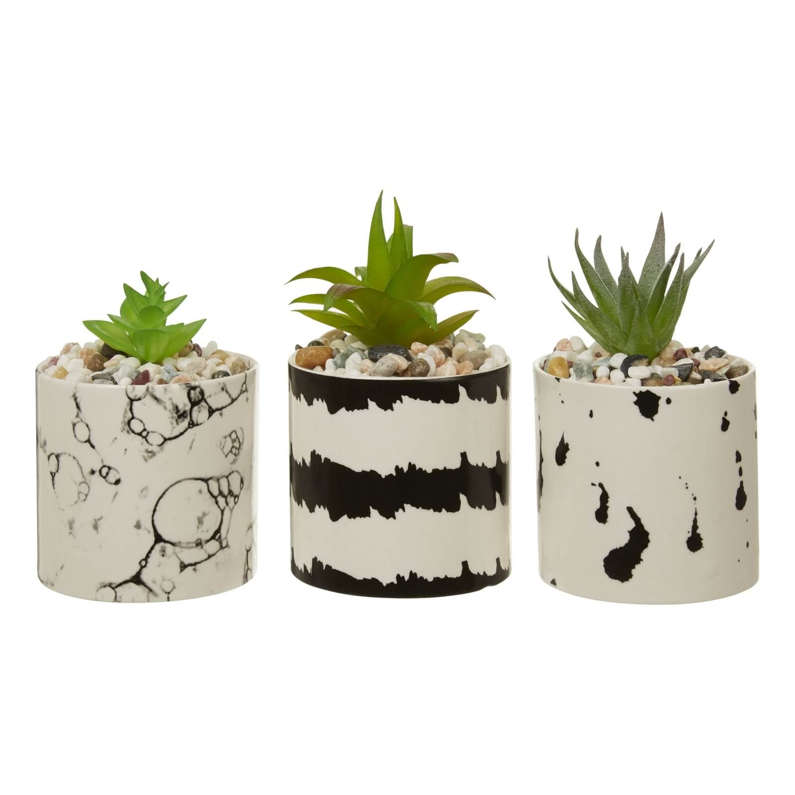 Mono Black & White Succulents - Set of 3