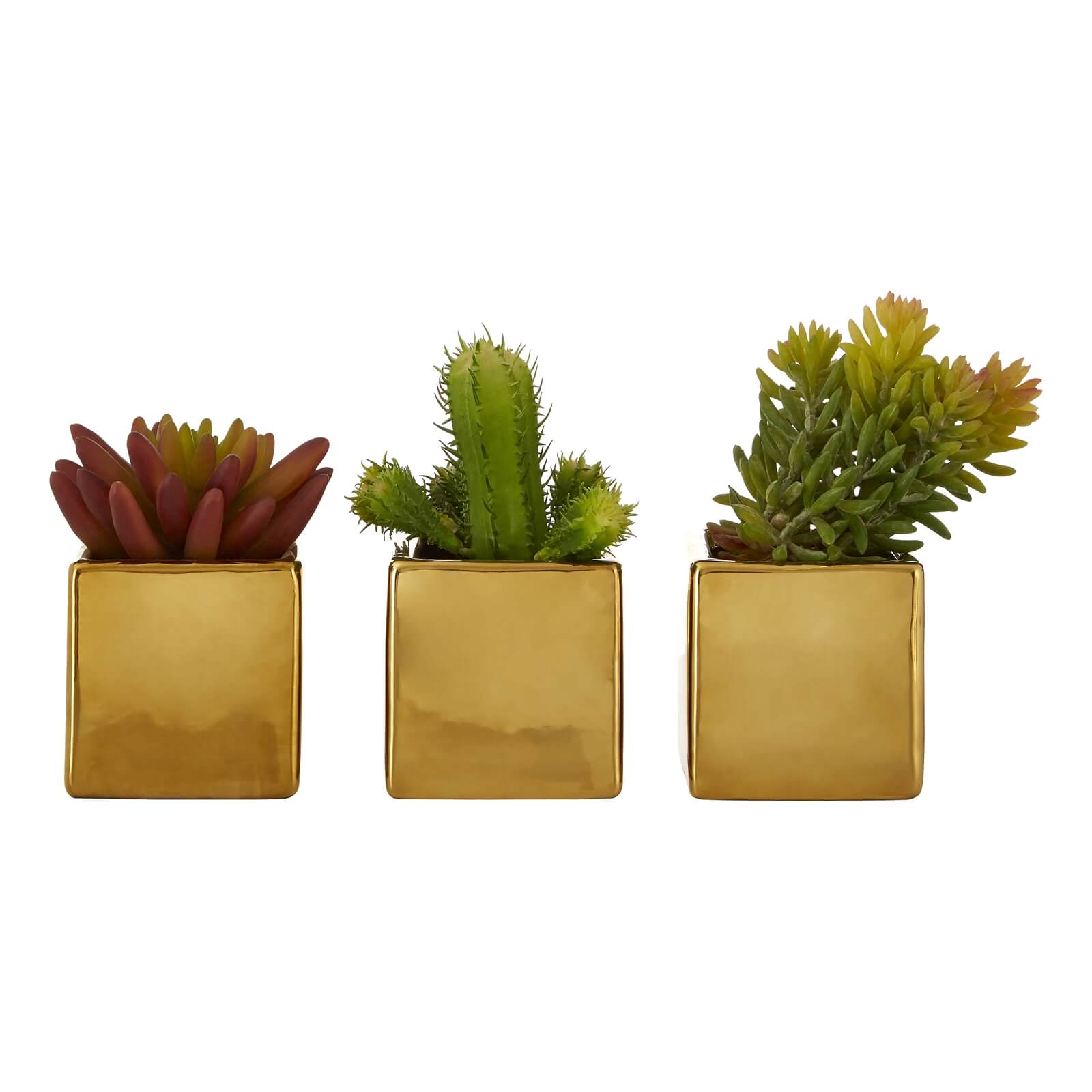 Naomi Mini Succulents in Gold Pots - Set of 3
