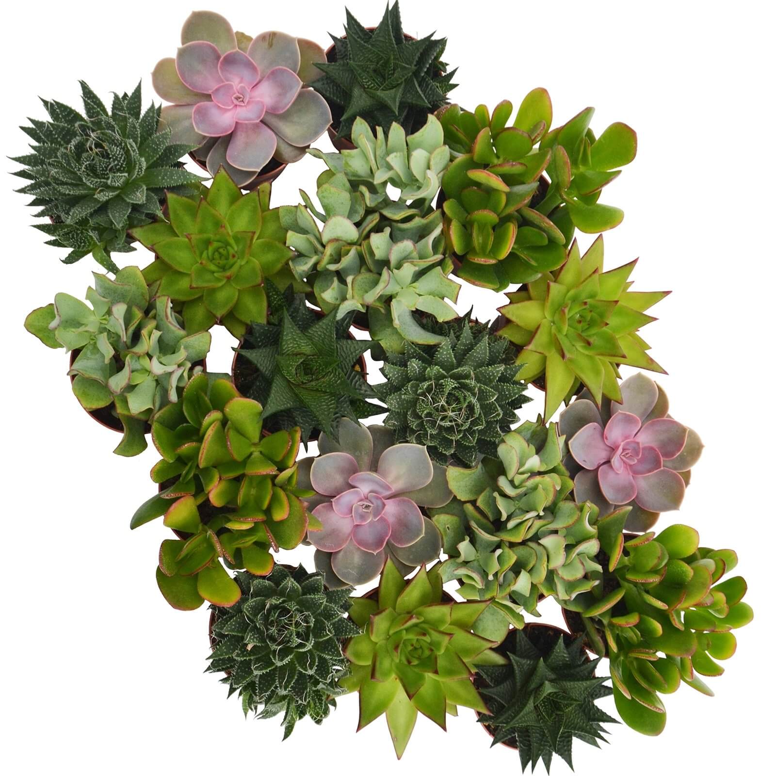 Succulents Mix - 8.5cm