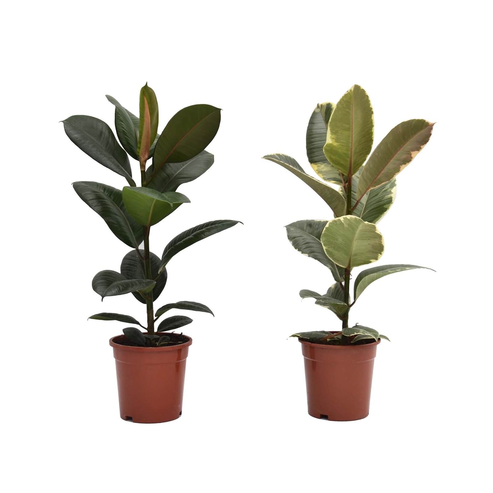 Ficus Robusta/Tineke 17cm