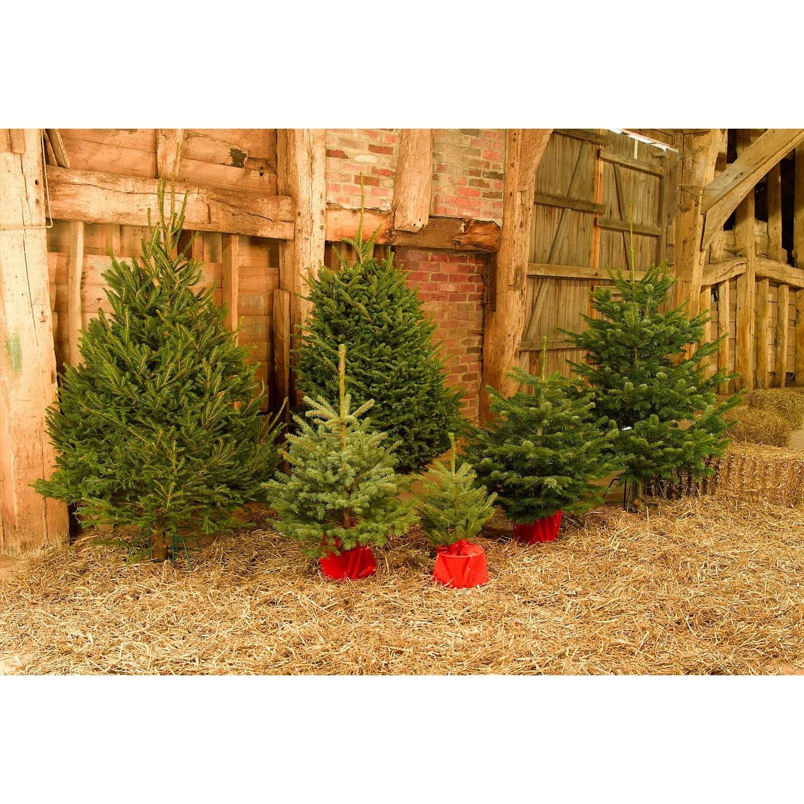80-100cm (2.5-3ft) Living Pot Grown Blue Spruce Real Christmas Tree