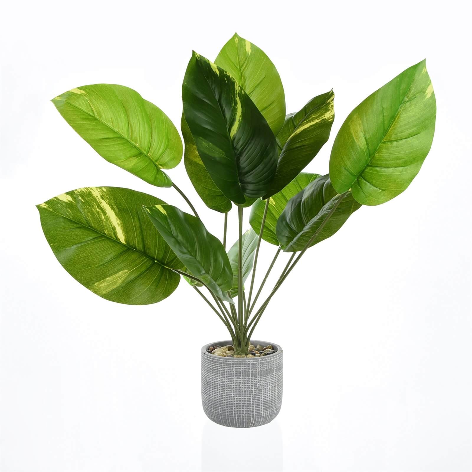 Leafy Plant in Grey Pot