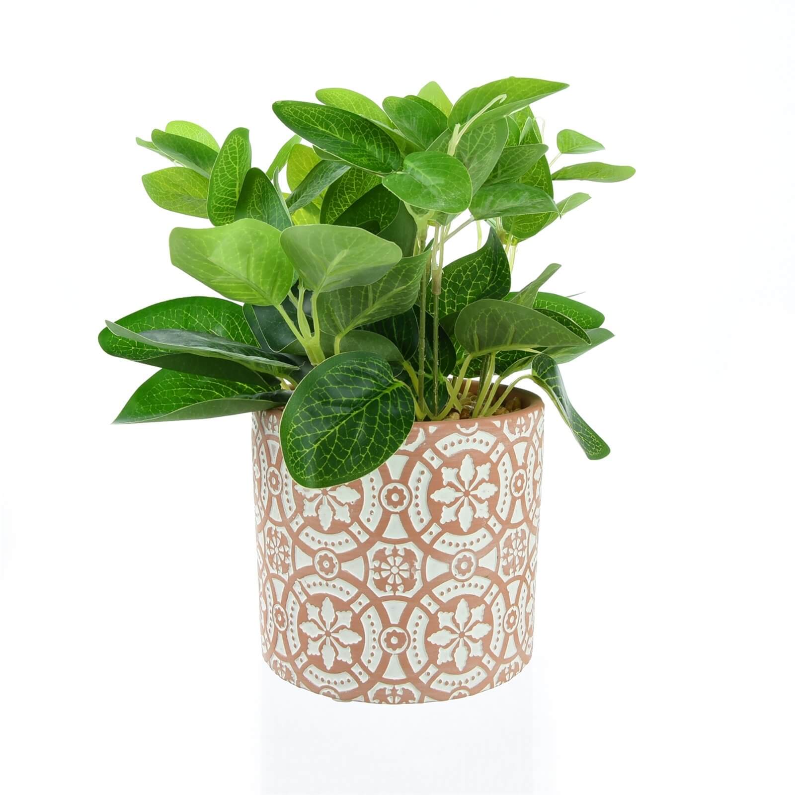 Leafy Plant in Terracotta Pot