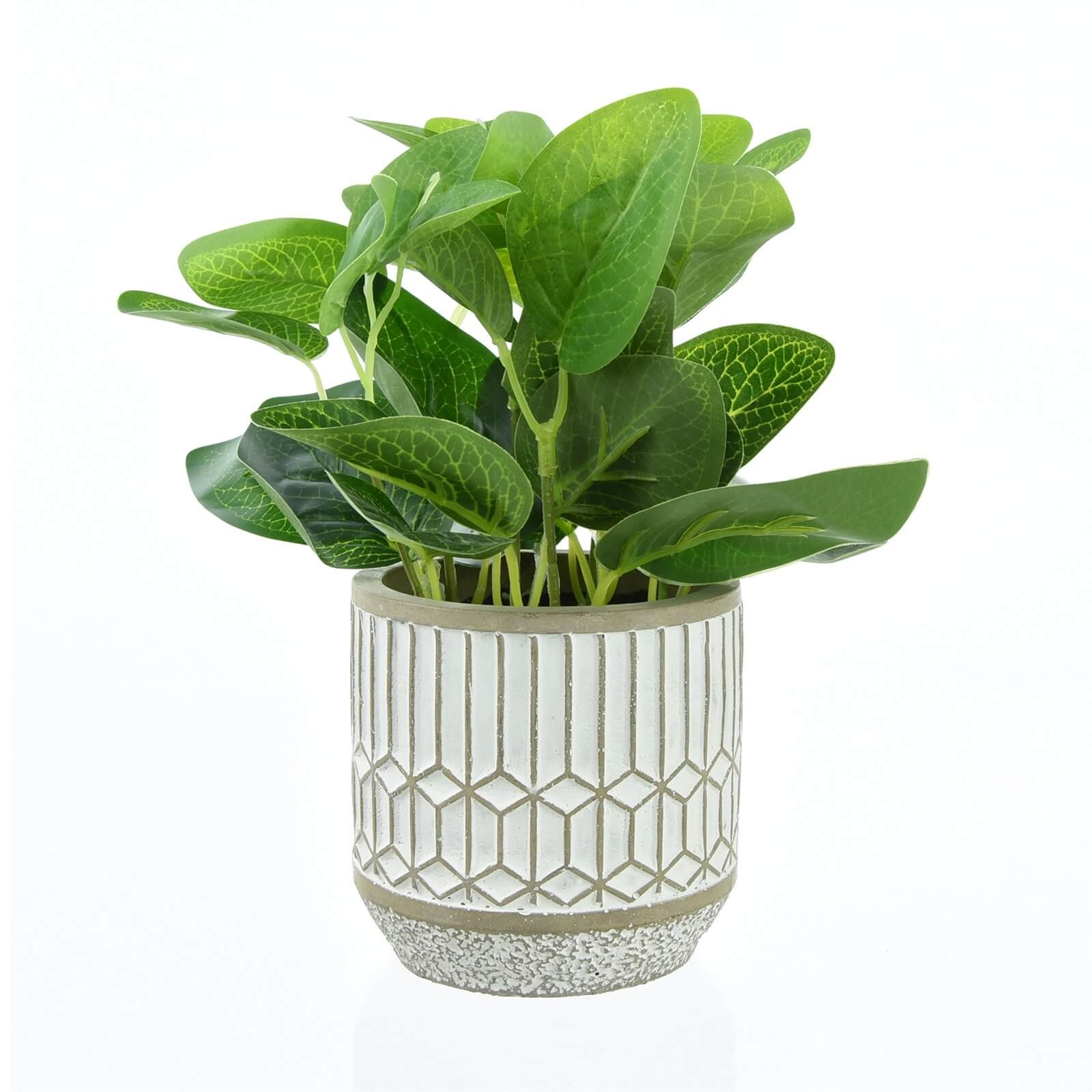Leafy Plant in Cement Pot - Large