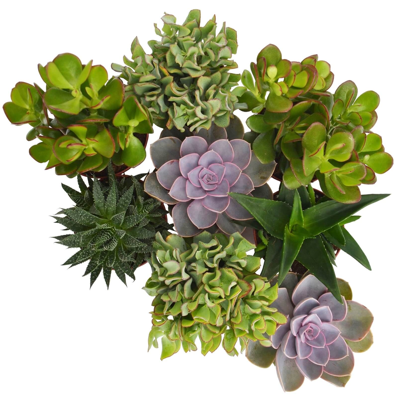 Succulent in 12cm pot (assorted varieties)