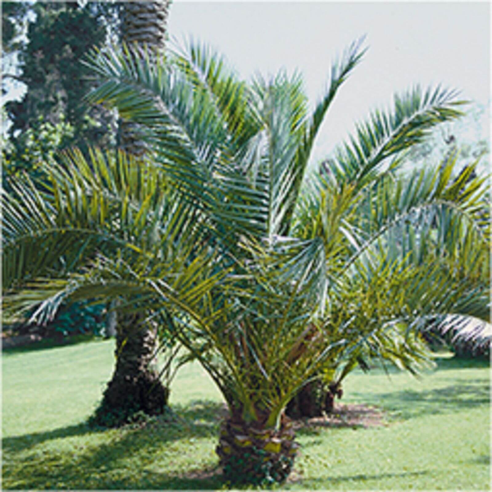 Phoenix Canariensis Canary Island Date Palm 18cm