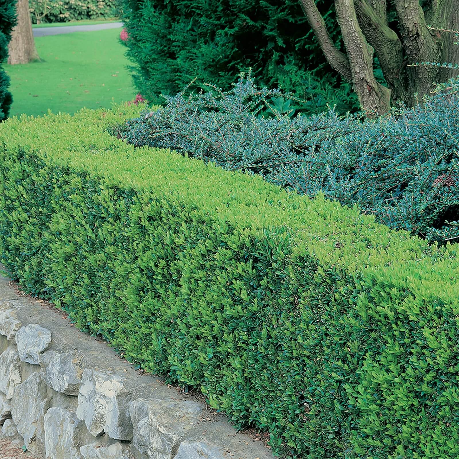 Buxus 'Box' - Pack of 6