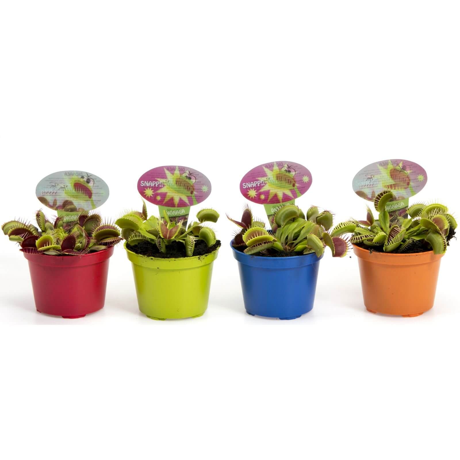Venus Fly Trap (Multiple Options Available)