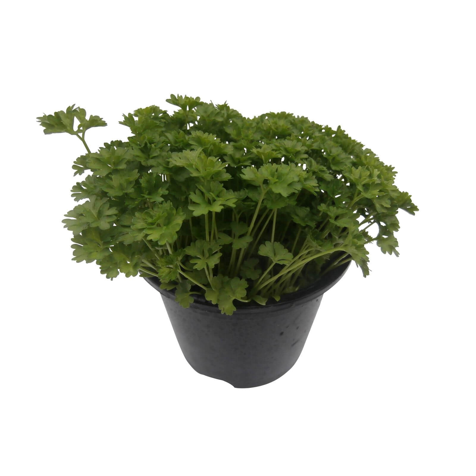 Curled Parsley - 1L