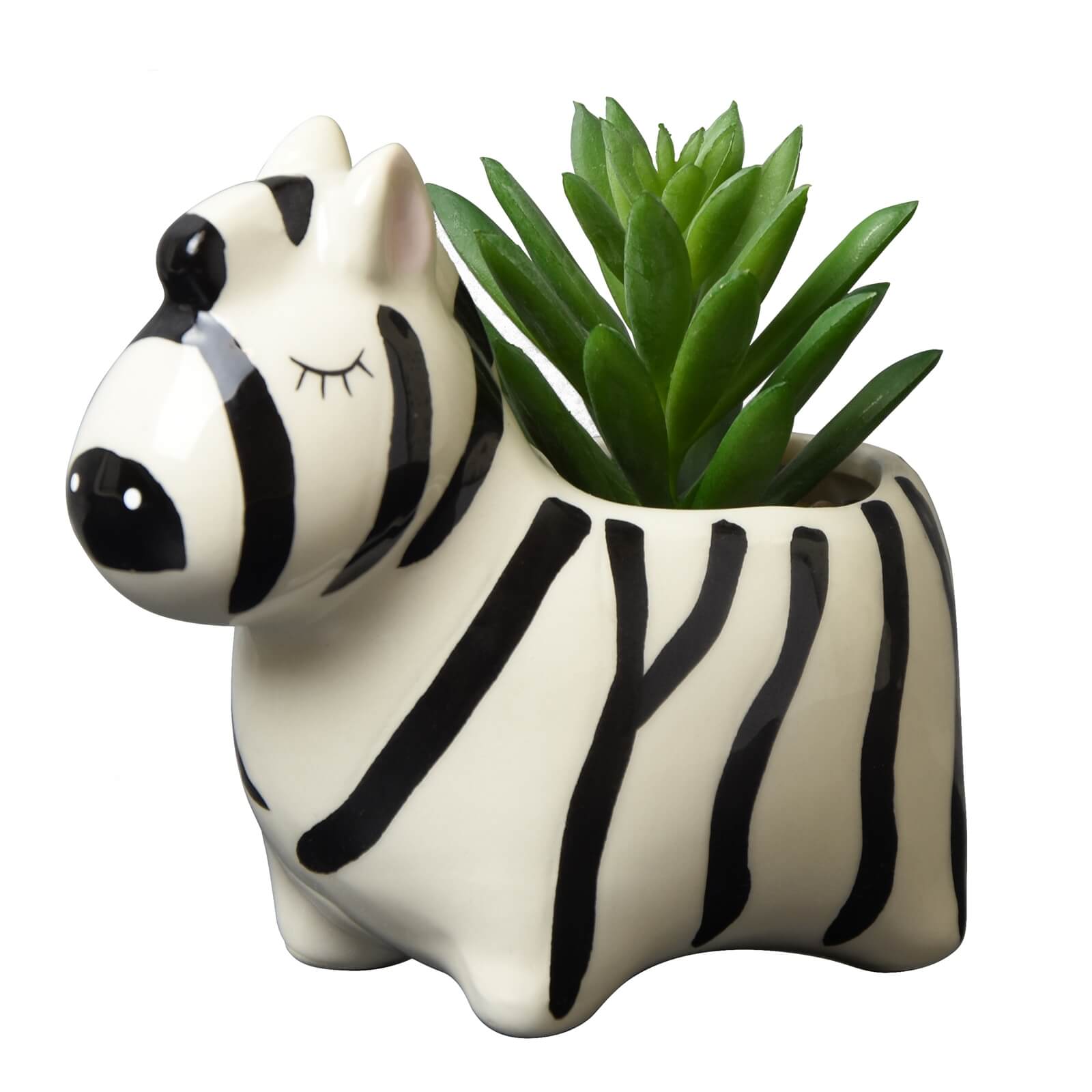 Succulent In Zebra Pot