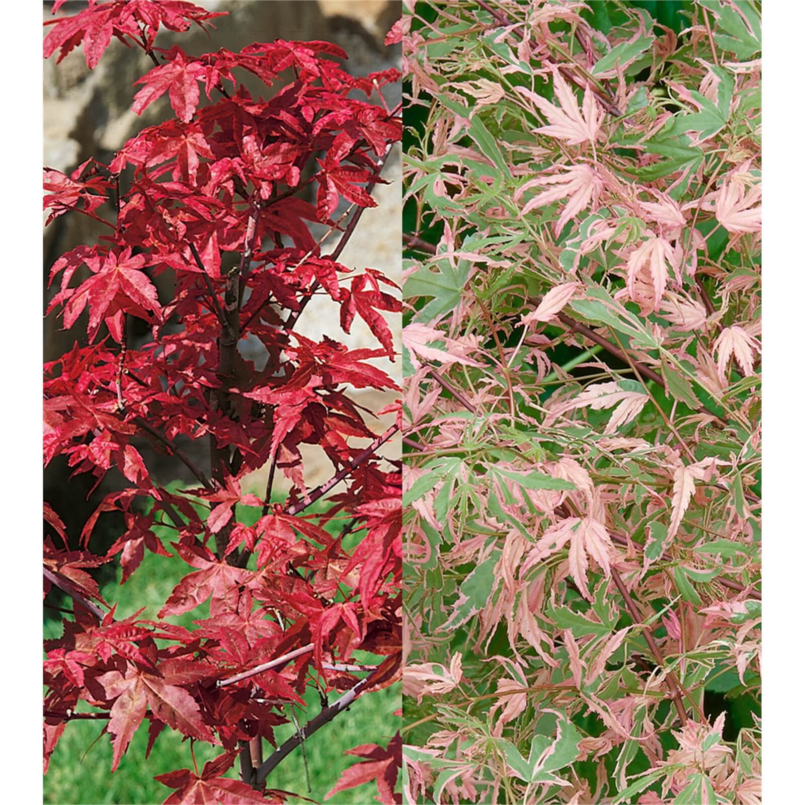 Acer Mixed - 19cm